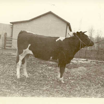 Bull