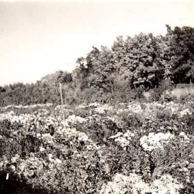 Lasker Estate Garden