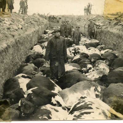 Arcady Farm Hoof and Mouth disease