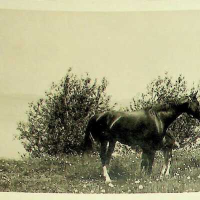 Album, Photograph