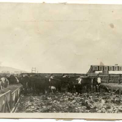 Lancaster Farm cows