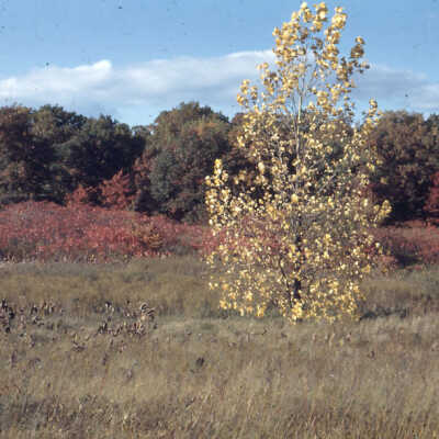 Golden Tree