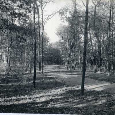 Forest scene in Ravinia Park