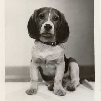 Unidentified Dog