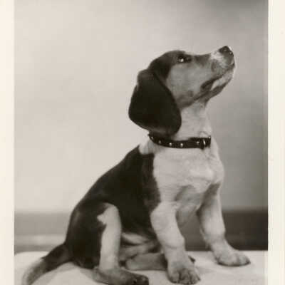 Unidentified Dog