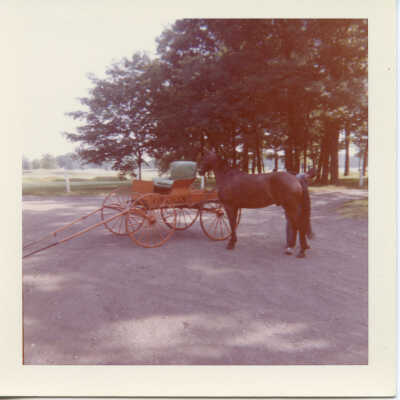 Horse and red wagon