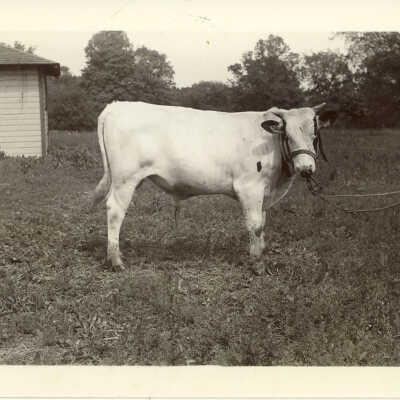 Bull