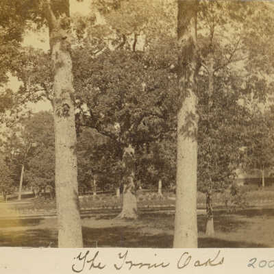 Oak trees at the McClure Manse
