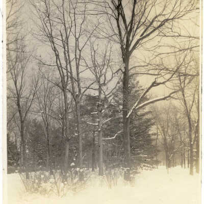 Forest scene in winter