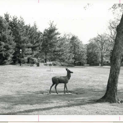 Triangle Park Deer