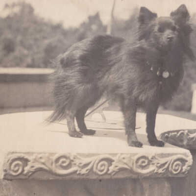 Album, Photograph