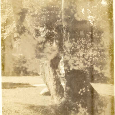 Indian Trail Tree