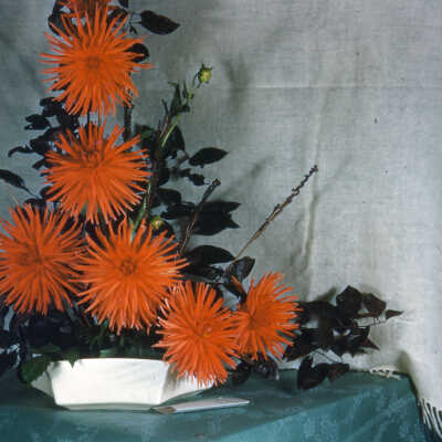 Flower Show of the Dahlia Society