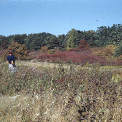 Sumac near Armour estate