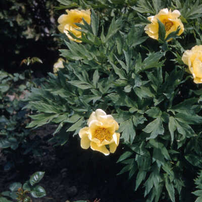 Gardens of Lake Forest