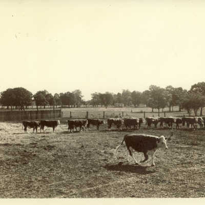 Cattle