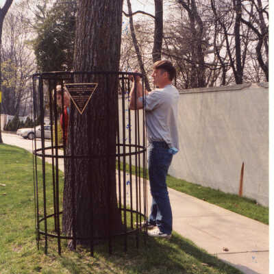 World War I Honor Elm Tree