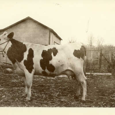 Cow