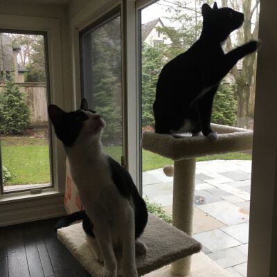 "Fostering Harold and Clyde"