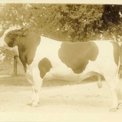 Bull