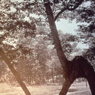 Trail tree