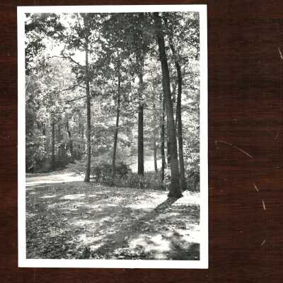 Ravine Forest Drive