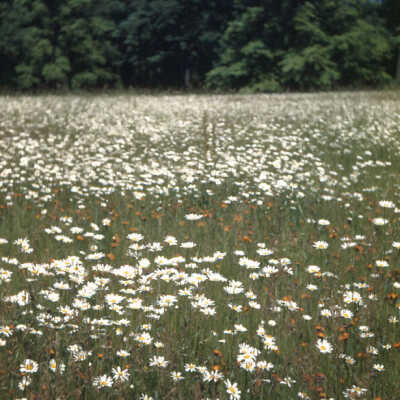 Woodland Road and Meadow Lane