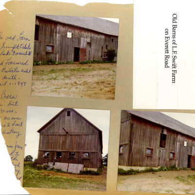 Old barns from the L.F. Swift Farm