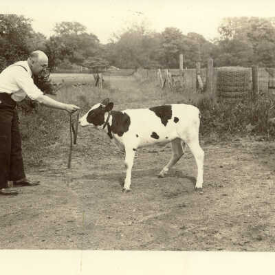 Calf at Old Mill Farm