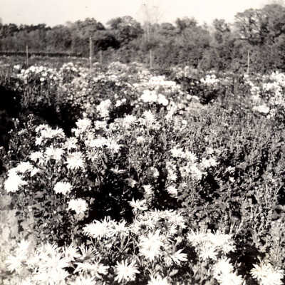 Lasker Estate Garden
