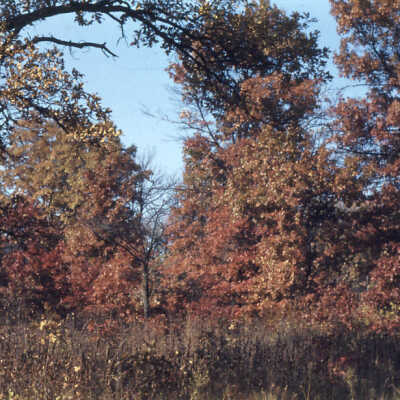 Old Elm Road