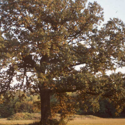Crab Tree Farm