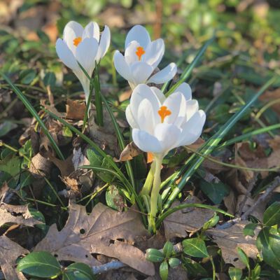 "Appreciating spring"