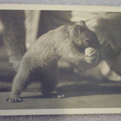 Squirrel