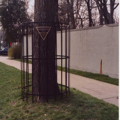 World War I Honor Elm Tree