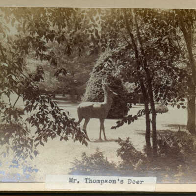 Mr. Thompson's Deer