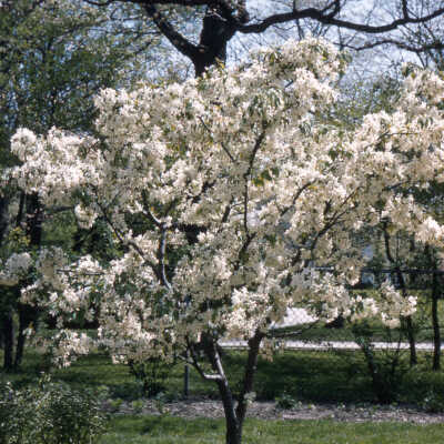 Gardens of Lake Forest