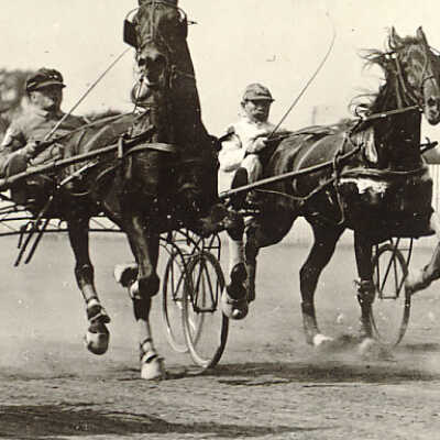 Horses