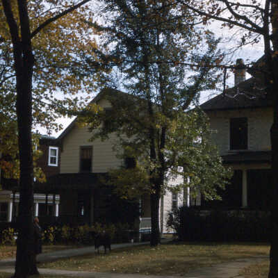 Lake Forest Library Ginko Tree
