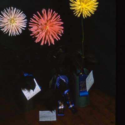 Flower Show of the Dahlia Society