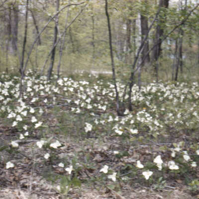 Gardens of Lake Forest