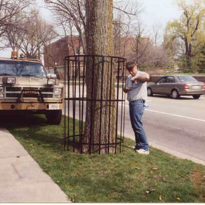 World War I Honor Elm Tree