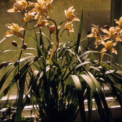 Gardens of Lake Forest