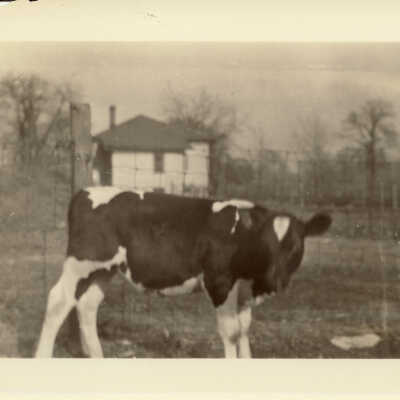 Calf at Old Mill Farm