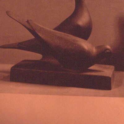 Ring Doves
