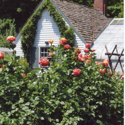 Crab Tree Farm cutting garden