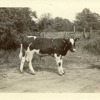 Calf at Old Mill Farm