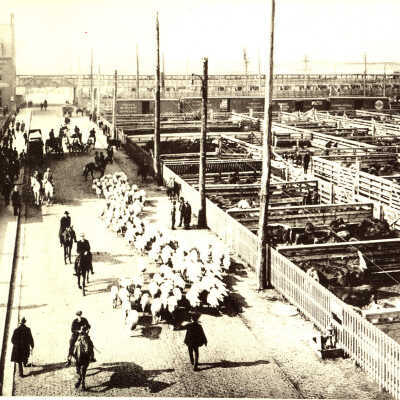 Chicago Stockyards Postcard