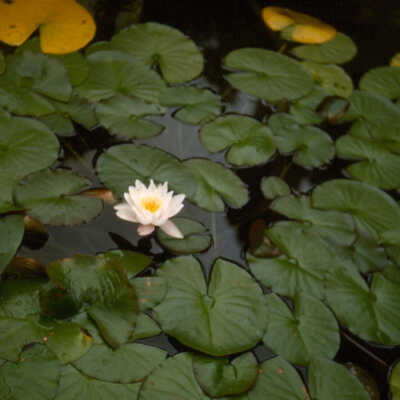 Gardens of Lake Forest