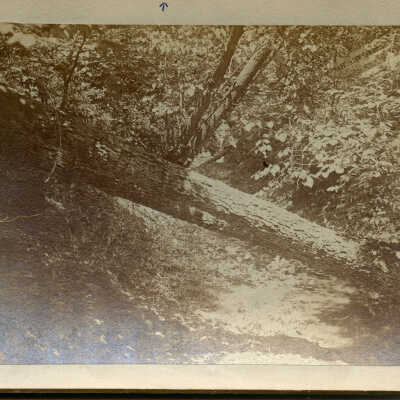 Fallen tree